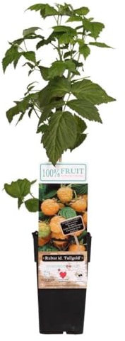 Fruit Rubus (Raspberry) idaeus Fallgold – High-Yield Golden Raspberry Plants for Bountiful Harvests - 3X 15cm Potted Plants by Thompson & Morgan