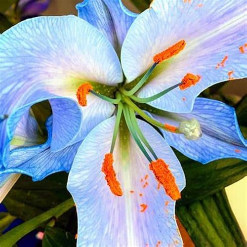 Lilien zwiebeln,Winterharte mehrjährig,seltene pflanzen,lilie Riesen,lilienknollen,Lilien Deko,dekorative blumen,Lilien im Topf,Asiatische lilien,lilie forever susan.-8zwiebeln-K