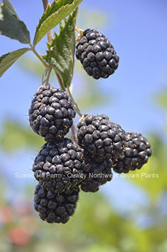 Chester Thornless Blackberry -Huge 2 Yr. Bareroot Plants- Large Tasty Berries