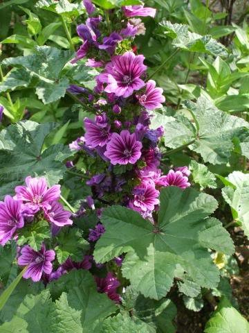 Seeds 20 MAURITANIA MALVA Malva sylvestris var Malva. I semi di fiori mauritania