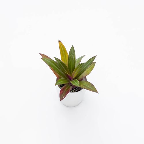 Pianta vera di Tradescantia spathacea - Diametro Vaso Ø 8,5 cm