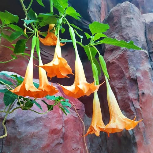 engelstrompete pflanze samen、 geschenke für gartenliebhaber、bienenfreundlich winterharte kübelpflanzen、Dekorative Pflanzen blumensamen geschenk、pflanzen für draußen deko garten、schnell 50pcs