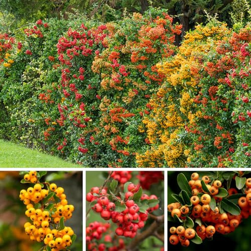 18 piante di Piracanta Pyracantha Coccinea Agazzino pianta da siepe sempreverde in vaso 2 litri H 160/200 cm Colori a scelta Vivaio di Castelletto