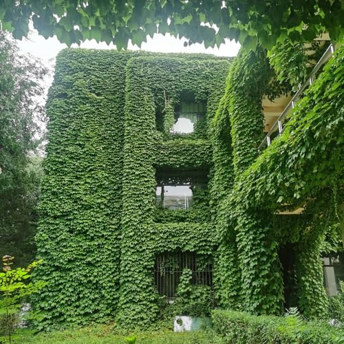 vite selvatica, vite vergine - rampicanti appendere per la decorazione recinzione Parthenocissus tricuspidata giardino resistenti in vaso prodotti 650semi
