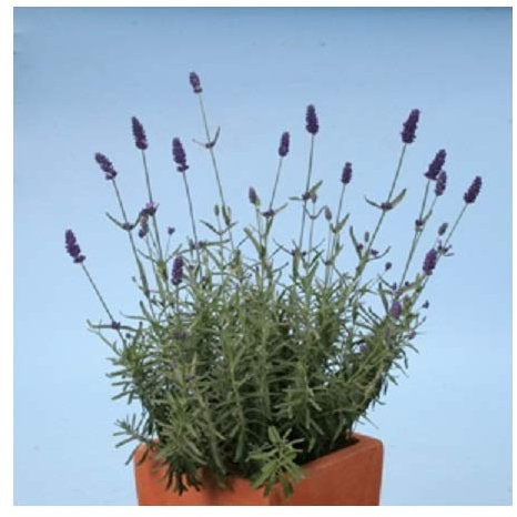 Lavender 'Hidcote Blue' / Lavandula angustifolia/Dwarf English Lavender/Seeds