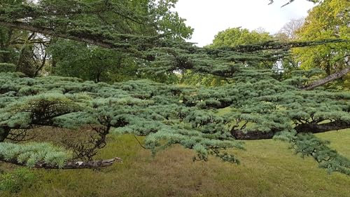 Cedrus libani/Cèdre du Liban/Godet/Conifère