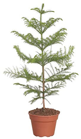 Pianta di ARAUCARIA ALBERO DELLE SCIMMIE PINO DEL CILE VASO 18 FOTO REALE AMDGarden