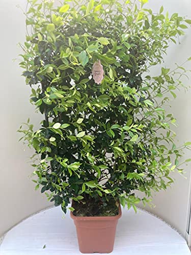 Vannucci Piante - Trachelospermum jasminoides, Gelsomino Sempreverde, Spalliera, Rhyncospermum jasminoides, Pianta rampicante vera in vaso, Pianta da terrazzo