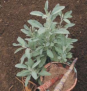 Sage White Salvia apiana 100 Seeds