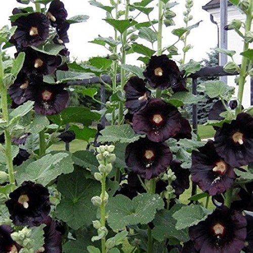 20 graines semence rose tremiere à feuille figuier fleurs coloris noir rare