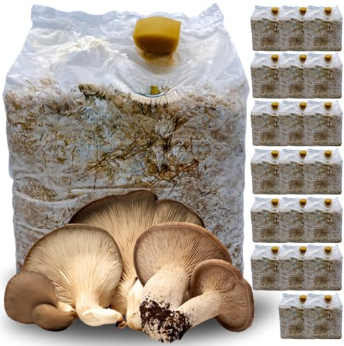 acquaverde | 20 Kit Coltivazione Funghi Cardoncelli, Pleutorus Eryngii, Fungo della Murgia Pugliese, Micelio selezionato di Prima Scelta, Ballette da 3 Kg