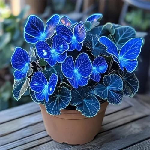Bulbi di Hosta | Eleganti,Robusti,Compatti,Sottili,Delicati, Arieggiati-2 bulbi-J