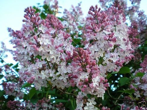 Odorants français Lilas, Syringa Vulgaris, 30 graines