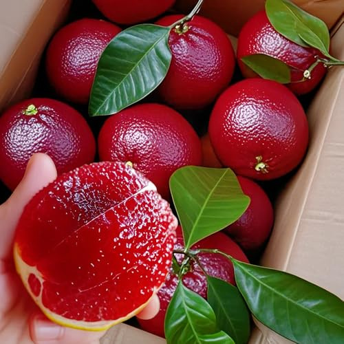 semi di arancio, di agrumi, rampicanti sospeso colonnare rampicanti in vaso adatte al pieno sole copertura del terreno giardino 400pcs