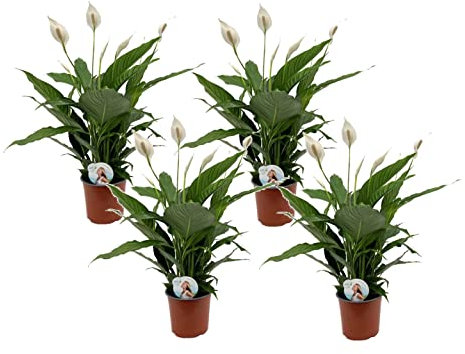 Plant in a Box - Spathiphyllum - 4er Set - Einblatt Zimmerpflanze - Topf 17cm - Höhe 60-75cm - Luftreinigende Zimmerpflanze