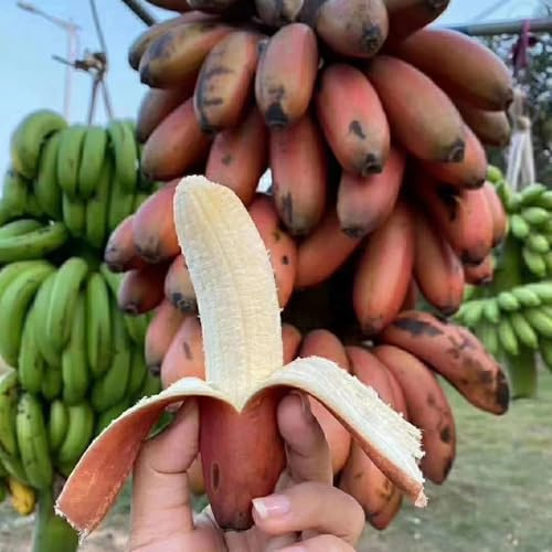 semi di banane, banane, biologici, colonnari di banana Gli da nani sono rustiche per balconi 10pcs