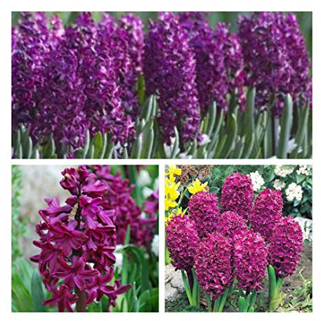 Hyacinth Woodstock x 10 Flower Bulbs Size 15/16 Stunning Purple Spring Flowers. Easy to Grow