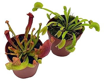 Plantas Carnívoras Naturales SARRACENIA + VENUS: Naturaleza Viva que Protege tu Jardín