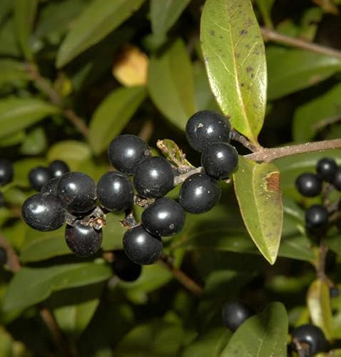 Schwarzgrüner Liguster 100-125cm - Ligustrum vulgare