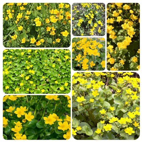 semillas de caléndula de pantano para estanque - Decoración de sala de estar con flores flores balcón plantas resistentes para jardín Plantas en macetas elevadas para jardín 250pcs