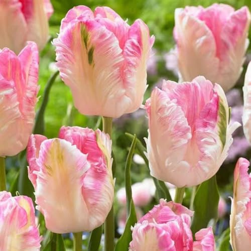 Bulbi di tulipano rialzata di primaverili per i luoghi soleggiati per i luoghi soleggiati bulbi d'appartamento esotiche varietà antiche biologiche 3pcs