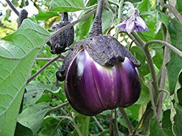 Potseed Germination Les graines: 50 - Graines: Graines Aubergine-Violetta Di Firenze-Grand-trapu Heirloom Farce Variété-Grand!