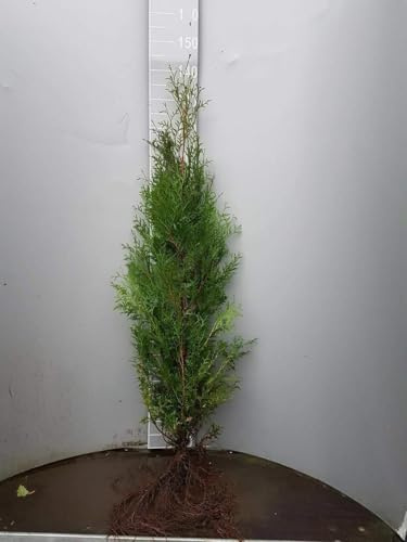 30 Thuja Brabant 80-100cm frisch vom Feld Gartenhecke Heckenpflanzen Immergrüner Lebensbaum Wurzelware Gartenpflanze