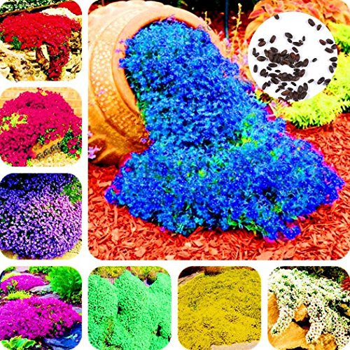 Ultrey Seed House - Fragrance Long Haired Mountain Thyme Seeds Sand Thyme Creeping Carpets Groundcover Perennial Flowers Stonecrop Seed Hardy Perennial