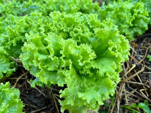 Grand Rapids TBR Lettuce Seeds (Lactuca Sativa) – 1000+ Non-GMO & Heirloom Seeds by Isla's Garden Seeds, Fast-Growing Loose Leaf Variety, Crisp Tender Greens, Cool-Season Favorite, Gift Idea