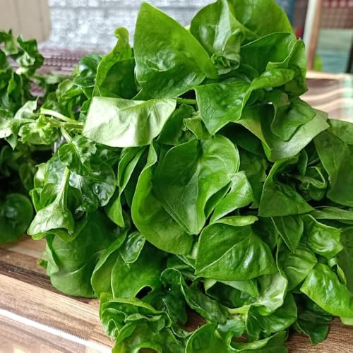 semillas de berros organicos, resistentes, capuchina officinale, antiguas raras, 350pcs