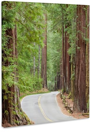 3dRose USA, California.Trail in Big Basin Redwoods State Park. Museum Grade Canvas Wrap 11x14