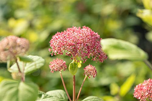 Schneeballhortensie Hydrangea arborescens Pink Annabelle 100-125 cm winterhart
