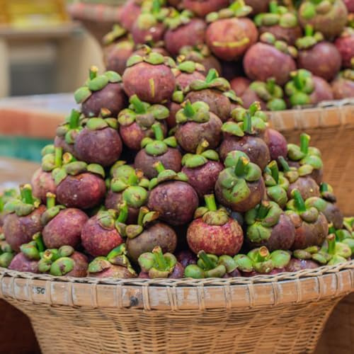 Semi di mangostano - da frutto colonnari raro da frutto balcone frutteto colonnare mangostano colonnari comprare semi di esotico nani, 30pcs