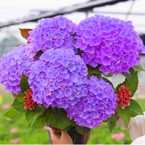 Hochwertige Hortensien – winterhart, mehrjährig – dekorativ und farbenfroh für Garten und Topf-1 Wurzel-G