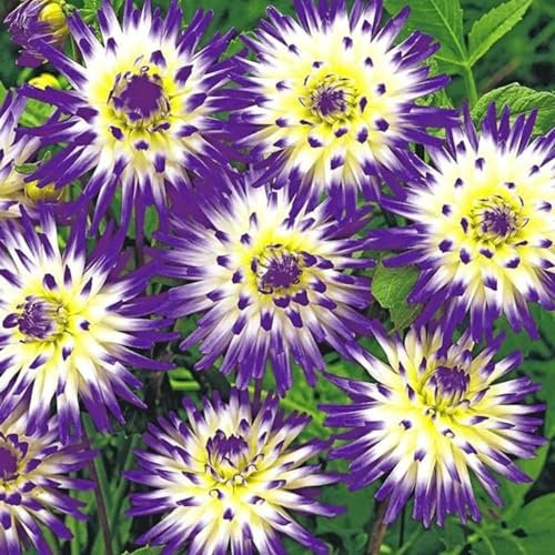 Dahlia for Planting Now UK Ornamental Perennial Greening Flower Good for Containers Natural Organic Easy Plant Excellent Display Plant Bulbs -2bulbs-D