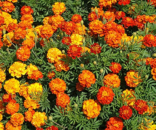 1500 Sparky French Marigold Mix Seeds 7.5 Grams of Seeds Non GMO Heirloom USA Harvested pollinator bee Butterfly Dwarf Marigold