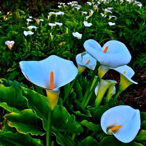 Perfekte Schnittblumen,Lebende Pflanzen,Winterharte Zwiebeln,Calla Pflanze Zwiebeln,Calla-Zwiebeln,Hochzeitsblumen,Seltene Pflanzen,Zierblumen,Natürlich-10 Zwiebeln-A