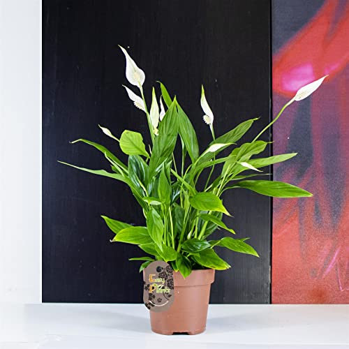 1 Peace Lily Spathiphyllum Flower Indoor Plant in 12cm Pot, 45-50cm Tall Natural Air Cleaner for Your House Office