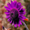 Luojuny Semi di girasole, 30 pezzi di semi di fiori agglomeranti irrigazione media attraenti semi di girasole misti naturali forniture da giardino Viola