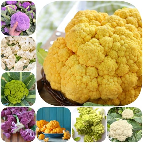 Semi di cavolfiore - vecchie varietà di resistenti per giardini rocciosi esotico vecchie varietà invernali verdi raro sostenibili 200pcs