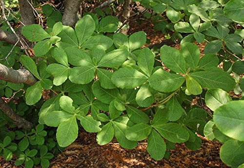 300 halb Reale Azalee, Rododendro schlippechii, Semi (Appariscente, duftend, di Colore di caduta)