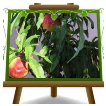 Pêche naine Pêcher autofertile Arbres fruitiers Hauteur: 80-100 cm Âge: 4 années Pot: 24/26 cm