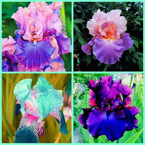 Mixed Bulbi di iris iris di alta qualità facile da colti e buona decorazioniz interno:Seeds only