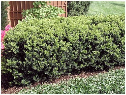 Stauden Gänge 10 x Taxus media 'Hicksii' (Gehölz/Winterhart/Mehrjährig/Heckenpflanze/Immergrün) Becher-Eibe - Immergrüner Charme mit klassischer Eleganz - Pflegeleicht