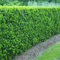 10 x Taxus media 'Hicksii' (Gehölz/Winterhart/Mehrjährig/Heckenpflanze/Immergrün) Becher-Eibe - Immergrüner Charme mit klassischer Eleganz - Pflegeleicht - von Stauden Gänge
