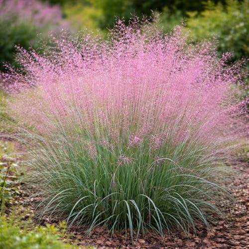 Purple Love Grass (Eragrostis spectabilis) Live Plant Plug – Native Ornamental Grass – Airy Pink-Purple Blooms – Drought Tolerant Perennial for Full Sun (3)