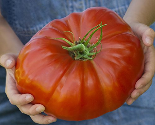 JustSeed - Vegetable - Tomato - Gigantomo - 5 Seeds - Economy Pack