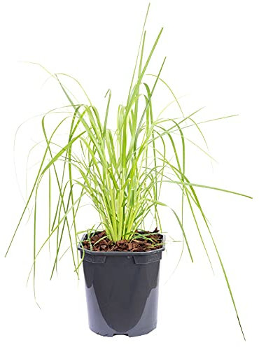 Pampasgras (weiß) - Cortaderia selloana 'Pumila' - Höhe ca. 50 cm, Topf-Ø 17 cm