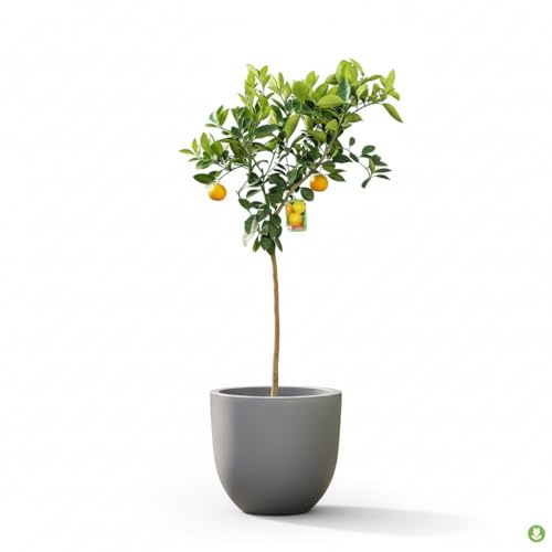 Garden Center Shop | Naranjo Lane Late M20 | Árbol Frutal de Naranja “Ombligo” | Recolección Tardía y Dulce | Ideal Huertos y Jardines Mediterráneos