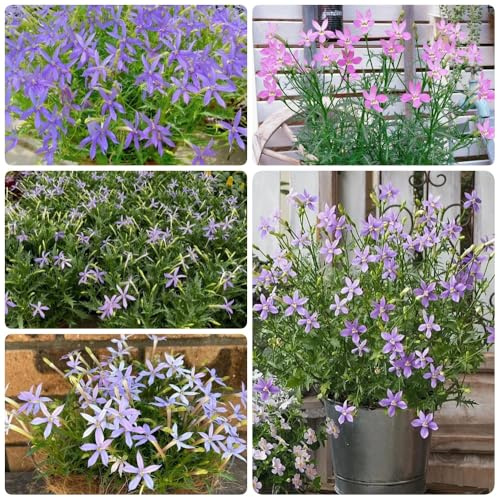 Semi di Isotoma axillaris, da balcone resistenti resistenti biologici Le perenni sono copertura del terreno perenne 150pcs